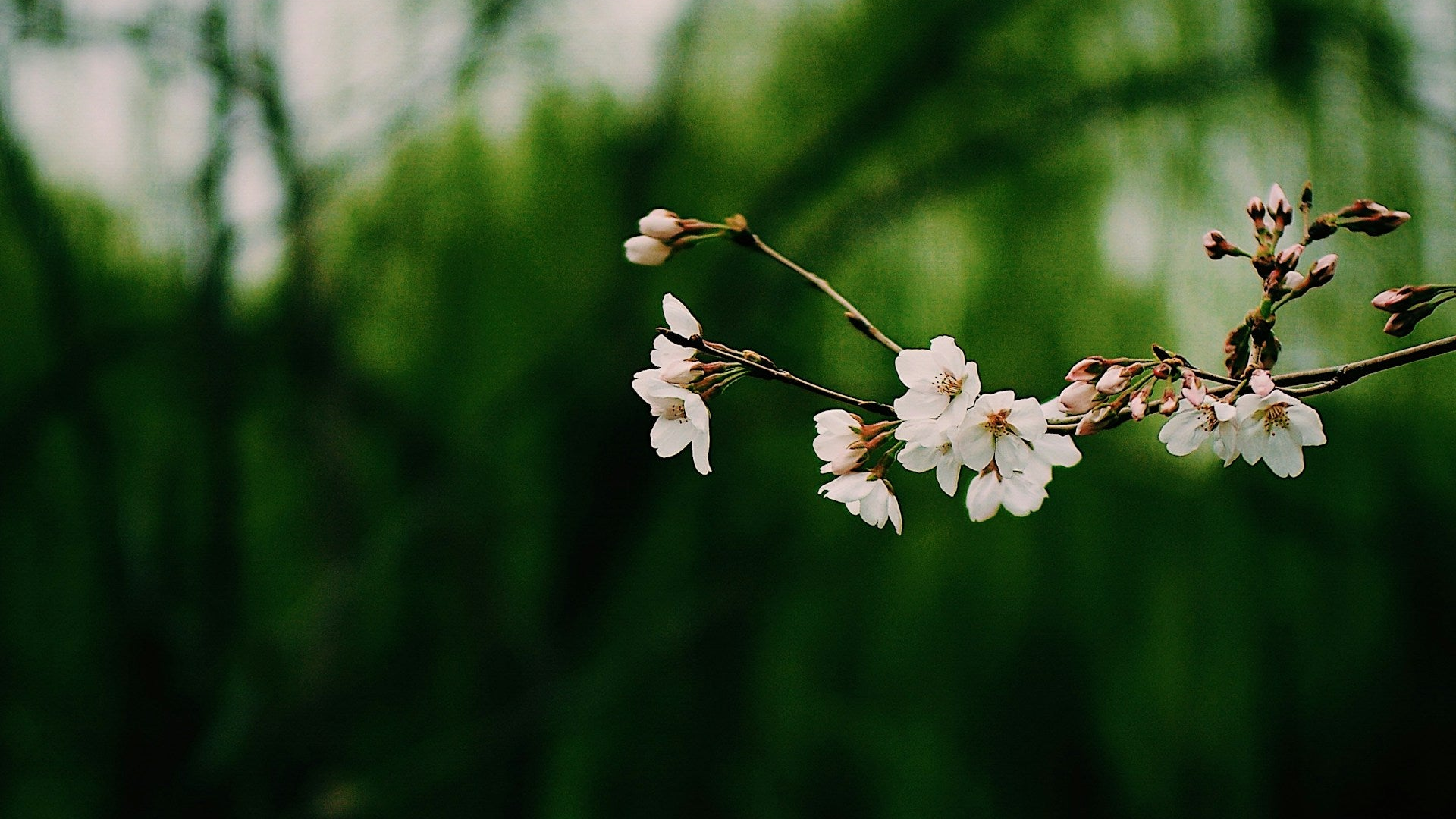 A stem of a flower plant with many white flowers.